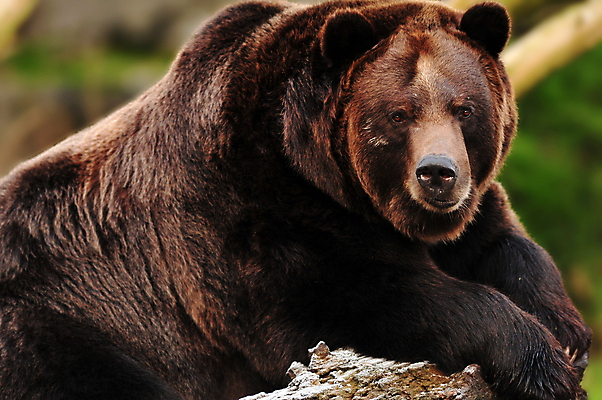 포토 JPG 해외이미지 동물 응시 공원 얼굴 야생동물 음식 포즈 곰 포유류 자연 산 털 서기 사람없음 야외 강 갈색 봄 분노 관찰 입 황무지 치아 위험 큼 혀 북극 사냥 만들기 육식동물 거인 알래스카 노려봄 공격적 전국 힘찬 해외202004 해외포토 시선 계절 공공시설 감정 컬러 컨셉 모션 표정 신체부위 미국 소화기관 크기 극지방 생태계 파일형식 이미지허브