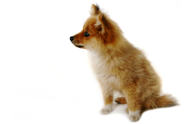 포토 JPG 해외이미지 동물 새끼 포유류 발 수염 바닥 털 사람없음 반려동물 갈색 흰색 개 강아지 선탠 작음 모피 아래 호기심 코 귀 솜털 송곳니 고립 포메라니안 해외202004 해외포토 감정 컬러 컨셉 신체부위 치아 크기 방향 위치 파일형식 이미지허브