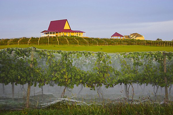 포토 JPG 해외이미지 나무 구름 산업 여행 밭 농업 자연 하늘 아침 풍경 사람없음 야외 초록색 농장 노란색 일출 와인 계곡 미국 일몰 봄 새벽 성장 시골 신선 그물 포도밭 포도나무 양조장 수평선 해외202004 해외포토 주간 자연요소 식물 계절 컬러 북아메리카 주류 노을 과일나무 생태계 파일형식 이미지허브