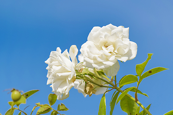 포토 JPG 해외이미지 식물 꽃 백그라운드 잎 자연 하늘 사람없음 파란색 장미 흰색 나뭇가지 내추럴 해외202004 해외포토 나무 컬러 생태계 파일형식 이미지허브