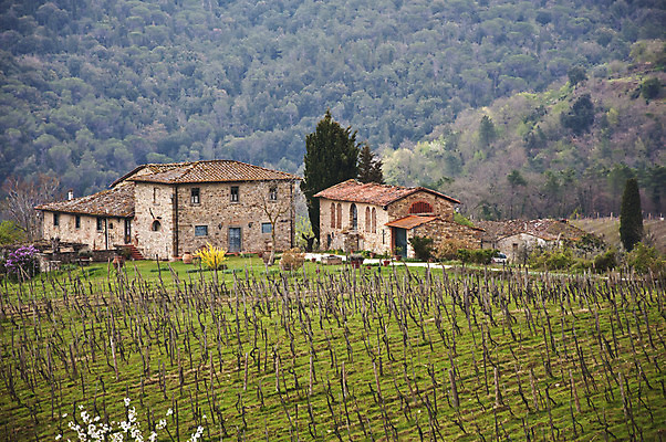 포토 JPG 해외이미지 나무 유럽 여행 밭 자연 포도 주택 풍경 사람없음 야외 초록색 농장 농경지 와인 이탈리아 시골 빌라 언덕 시력 포도밭 포도나무 밭일 양조장 토스카나 해외202004 해외포토 식물 나라 컬러 농업 과일 주류 건물 과일나무 생태계 파일형식 이미지허브
