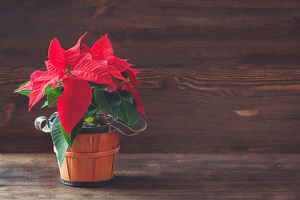 포토 JPG 해외이미지 식물 전통 계절 꽃잎 꽃 감정 별 화분 백그라운드 잎 크리스마스 겨울 꽃무늬 공 자연 탁자 휴가 새로움 선물 사람없음 목재 장식 빨간색 초록색 상자 노란색 파티 수확 벚꽃 축하 황금 냄비 12월 연도 오브젝트 복고 머리위 포인세티아 노엘 해외202004 해외포토 자연요소 나무 기념일 컬러 가구 컨셉 무늬 농업 재료 이벤트 날짜 솥 생태계 파일형식 이미지허브