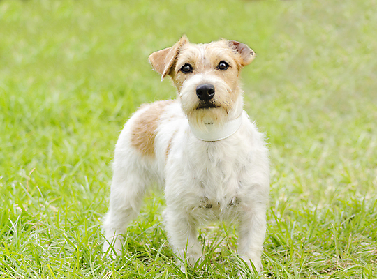 포토 JPG 해외이미지 동물 응시 공원 행복 컨셉 장난 부분 포유류 건강 서기 미소 잔디 사람없음 야외 반려동물 갈색 걷기 가축 활발 미니어처 에너지 코트 흰색 표현 거친 개 강아지 선탠 테리어 혀 사냥 여우 잭 송곳니 경보 기르기 유래 충실 해외202004 해외포토 식물 시선 공공시설 감정 컬러 모션 표정 모형 외투 입 치아 돌봄 파일형식 이미지허브