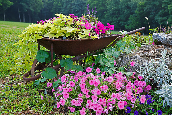 포토 JPG 해외이미지 식물 계절 꽃 꽃무늬 풍경 잔디 취미 사람없음 야외 장식 초록색 여름 컬러풀 농장 금속 정원 수레 봄 수확 부식 원예 내추럴 옛날 철강 피튜니아 해외202004 해외포토 컬러 무늬 농업 재질 카트 파일형식 이미지허브