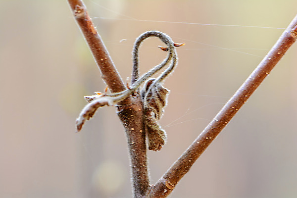 포토 JPG 해외이미지 나무 식물 계절 꽃 야생동물 잎 자연 사람없음 야외 옆모습 초록색 여름 햇빛 태양 새싹 정원 봄 벚꽃 나뭇가지 신선 숲 거미줄 묘사 질감 내추럴 해외202004 해외포토 자연요소 동물 뷰포인트 컬러 생태계 파일형식 이미지허브