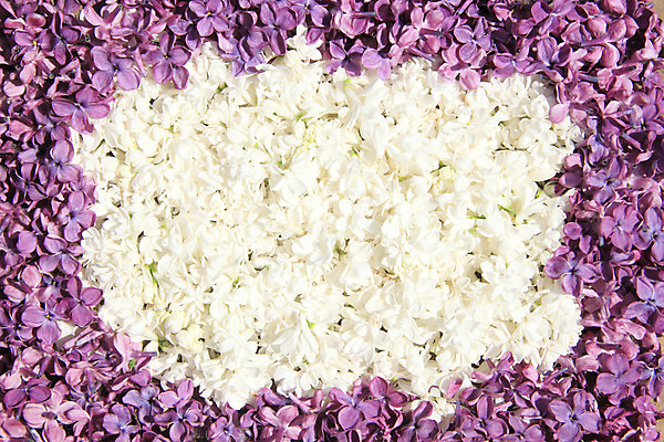 포토 JPG 해외이미지 식물 디자인 꽃잎 꽃 백그라운드 꽃무늬 패턴 자연 추상 프레임 사람없음 장식 빨간색 견본 봄 흰색 신용카드 화려 질감 엽서 라일락 내추럴 엘리먼트 해외202004 해외포토 계절 컬러 컨셉 무늬 금융 편지 생태계 파일형식 이미지허브