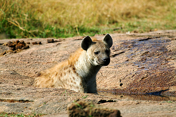 포토 JPG 해외이미지 동물 응시 야생동물 여행 밭 포유류 아프리카 자연 조류 산 서기 풍경 사람없음 옆모습 가로 파란색 노란색 점 황무지 개 먹기 사파리 육식동물 분화구 송곳니 가젤 사바나 수유 열대기후 탄자니아 평야 수평선 해외202004 해외포토 시선 나라 뷰포인트 컬러 농업 모션 치아 생태계 화산 파일형식 이미지허브