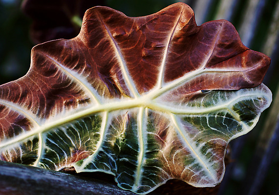 포토 JPG 해외이미지 식물 계절 잎 자연 사람없음 갈색 가을 죽음 정맥 썩음 해외202004 해외포토 컬러 생태계 혈관 파일형식 이미지허브