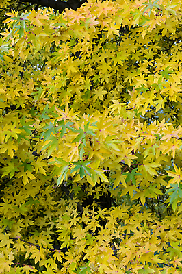 포토 JPG 해외이미지 나무 식물 계절 단풍 잎 자연 사람없음 초록색 노란색 가을 해외202004 해외포토 컬러 생태계 파일형식 이미지허브