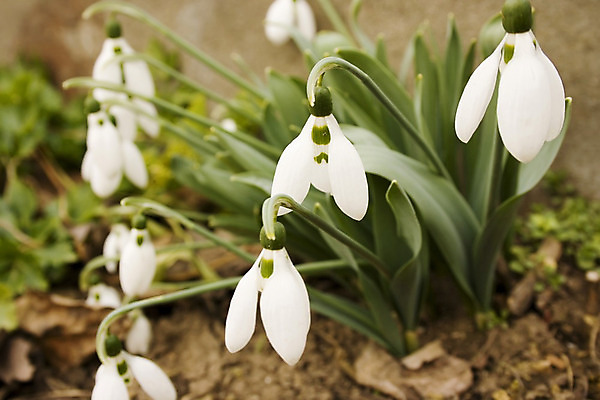 포토 JPG 해외이미지 식물 계절 공원 꽃잎 꽃 잎 겨울 꽃무늬 자연 사람없음 야외 초록색 정원 봄 벚꽃 흰색 신선 투명 숲 북극 묘사 내추럴 헌병 해외202004 해외포토 공공시설 컬러 무늬 군인 극지방 생태계 파일형식 이미지허브