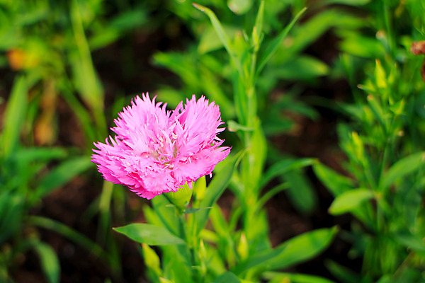 포토 JPG 해외이미지 식물 계절 공원 꽃잎 꽃 분홍색 백그라운드 잎 꽃무늬 밭 자연 아침 사람없음 야외 빨간색 초록색 컬러풀 농장 정원 보라색 봄 흰색 시골 신선 그룹 닫기 오브젝트 데이지 향기 장면 영원 해외202004 해외포토 주간 공공시설 컬러 무늬 농업 모션 생태계 냄새 파일형식 이미지허브