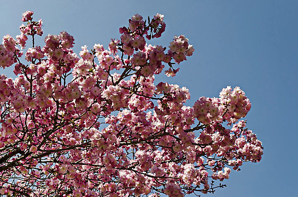 포토 JPG 해외이미지 식물 계절 꽃잎 꽃 분홍색 꽃다발 백그라운드 잎 자연 하늘 새로움 풍경 사람없음 초록색 일본 봄 벚꽃 나뭇가지 신선 개화 체리 닫기 부드러움 꽃수술 불가리아 생태학 해외202004 해외포토 나무 교육 아시아 컬러 컨셉 과일 모션 감각 생태계 파일형식 남유럽 이미지허브