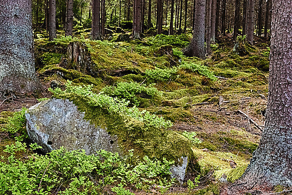 포토 JPG 해외이미지 나무 식물 공원 유럽 낙엽 자연 그림자 이끼 서기 풍경 사람없음 초록색 여름 환경 맑음 봄 다양 성장 나뭇가지 신선 행운 황무지 습지 숲 신비 에코 생태계 마법 서식지 내추럴 깊이 삼림지대 썩음 옛날 해외202004 해외포토 계절 공공시설 나라 컬러 다수 컨셉 잎 모션 날씨 파일형식 이미지허브