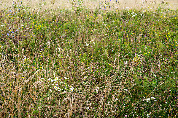 포토 JPG 해외이미지 식물 공원 꽃잎 꽃 백그라운드 잎 꽃무늬 밭 농업 자연 벽지 풍경 잔디 사람없음 야외 초록색 여름 컬러풀 노란색 환경 정원 활발 들꽃 성장 벚꽃 시골 침대 신선 개화 민들레 땅 허브 질감 데이지 화단 내추럴 캐모마일 평야 해외202004 해외포토 계절 공공시설 산업 컬러 가구 컨셉 무늬 생태계 파일형식 이미지허브