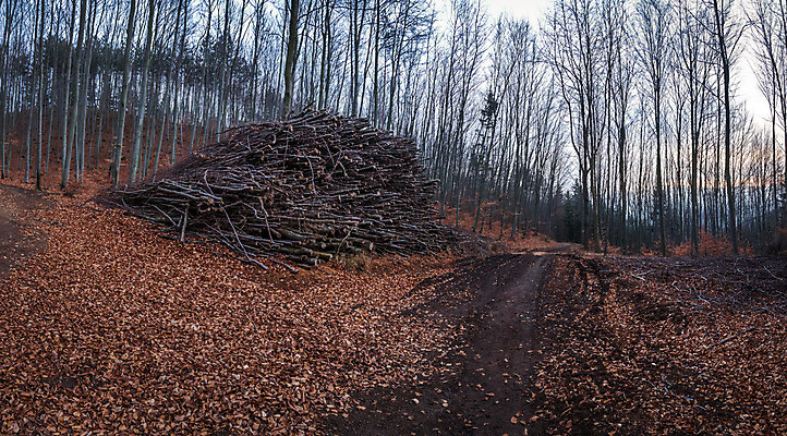 포토 JPG 해외이미지 나무 식물 조각 잎 자연 하늘 아침 건조 파노라마 사람없음 야외 목재 갈색 쌓기 일출 침묵 일몰 회색 에너지 가을 나뭇가지 시골 막대기 떨어짐 저녁 주식 숲 큼 자르기 언덕 연료 멀리 자원 벌거벗은 많음 해외202004 해외포토 주간 계절 컬러 컨셉 재료 모션 촬영기법 금융 노을 소리 야간 크기 생태계 파일형식 이미지허브
