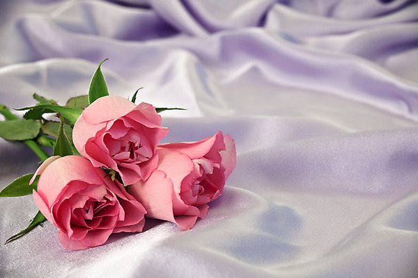 포토 JPG 해외이미지 꽃 백그라운드 3 사람없음 라일락 해외202004 해외포토 식물 파일형식 이미지허브