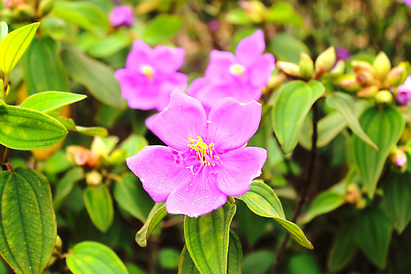 포토 JPG 해외이미지 식물 계절 꽃 분홍색 백그라운드 꽃무늬 일러스트 자연 수채화 사람없음 빨간색 여름 노란색 머리 정원 봄 벚꽃 흰색 신선 데이지 거베라 내추럴 고립 해외202004 해외포토 컬러 무늬 신체부위 생태계 파일형식 이미지허브