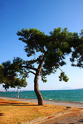 포토 JPG 해외이미지 나무 파도 바다 여행 자연 하늘 휴가 풍경 사람없음 초록색 여름 그리스 해외202004 해외포토 식물 계절 유럽 컬러 생태계 파일형식 이미지허브