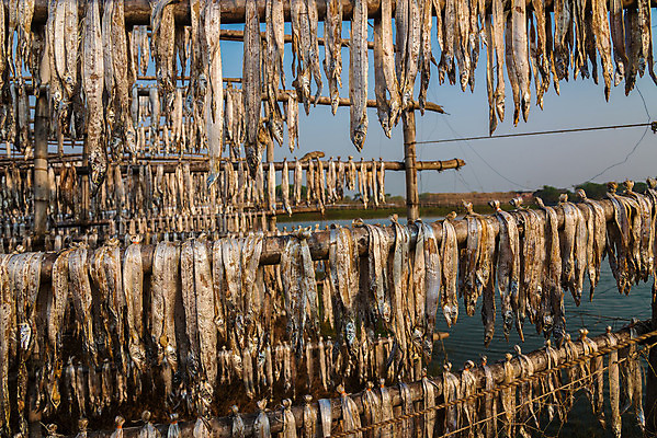포토 JPG 해외이미지 동물 전통 음식 바다 재료 자연 낚시 건조 어류 동양인 사람없음 야외 물 강 햇빛 태양 흰색 신선 오픈 그룹 시장 보호 작음 묶기 해산물 날것 훈제 내추럴 해외202004 해외포토 자연요소 컬러 컨셉 모션 레저 인종 수중동물 크기 생태계 파일형식 이미지허브