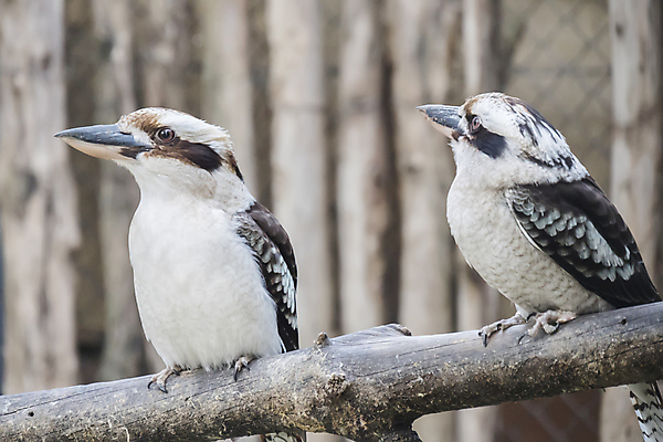포토 JPG 해외이미지 나무 동물 1 야생동물 날개 자연 조류 어업 서기 웃음 앉기 사람없음 갈색 환경 흰색 나뭇가지 황무지 호주 숲 먹이 심볼 깃털 꼬리 부리 육식동물 나무껍질 새장 동쪽 계산서 내추럴 동물상 물총새 해외202004 해외포토 식물 산업 컬러 모션 표정 조형물 껍질 오세아니아 방향 생태계 케이지 파일형식 이미지허브