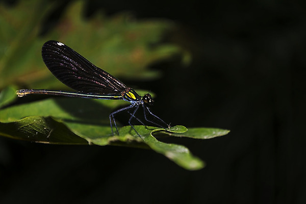 포토 JPG 해외이미지 식물 동물 야생동물 하늘색 곤충 백그라운드 잎 패턴 절지류 신체 날개 자연 검은배경 생물 앉기 사람없음 야외 초록색 파란색 컬러풀 노란색 환경 어둠 활발 용 벌레 잠자리 생물학 내추럴 해외202004 해외포토 교육 컬러 컨셉 무늬 모션 검은색 생태계 파일형식 이미지허브