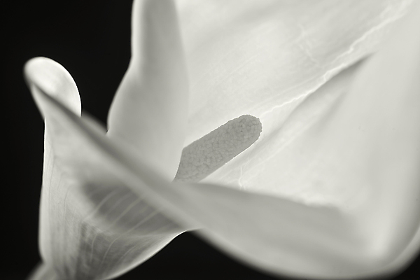 포토 JPG 해외이미지 스튜디오촬영 식물 꽃 줄기 잎 자연 사람없음 한개 정원 흰색 꽃집 흰배경 원예 화단 멀리 고립 해외202004 해외포토 1 컬러 백그라운드 실내 취미 상점 생태계 파일형식 이미지허브