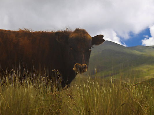 포토 JPG 해외이미지 식물 동물 응시 꽃 야생동물 밭 농업 포유류 자연 산 풍경 사람없음 야외 가로 농장 농경지 갈색 환경 가축 침묵 봄 시골 소 군중 가죽 땅 장면 주둥이 내추럴 밭일 해외202004 해외포토 시선 계절 산업 컬러 사람 소리 생태계 파일형식 이미지허브