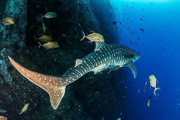 포토 JPG 해외이미지 동물 야생동물 스포츠 바다 여행 백그라운드 자연 멕시코 어류 사람없음 야외 물 파란색 바닷속 수중 산호 위험 고래 다이빙 육식동물 상어 암초 깊이 해외202004 해외포토 자연요소 컬러 컨셉 북아메리카 포유류 수영 수중동물 자포동물 생태계 수중스포츠 파일형식 이미지허브