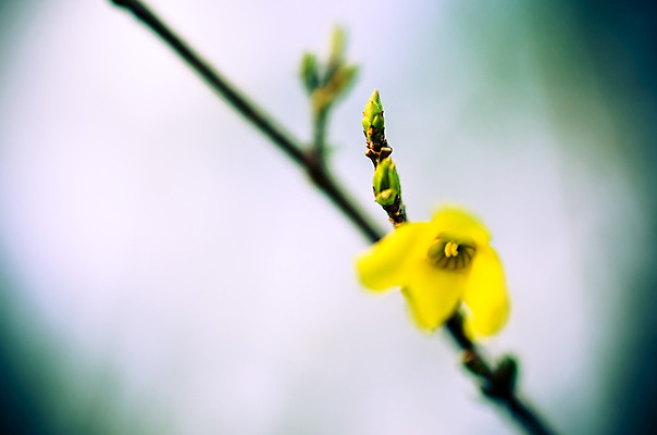 포토 JPG 해외이미지 나무 식물 계절 꽃잎 꽃 백그라운드 꽃무늬 자연 날씨 사람없음 물 노란색 정원 맑음 봄 젖음 벚꽃 물방울 나뭇가지 신선 액체 개화 떨어짐 빗방울 관목 묘사 꽃가루 내추럴 꽃수술 필라멘트 해외202004 해외포토 자연요소 컬러 컨셉 무늬 비_날씨 가루 생태계 파일형식 이미지허브