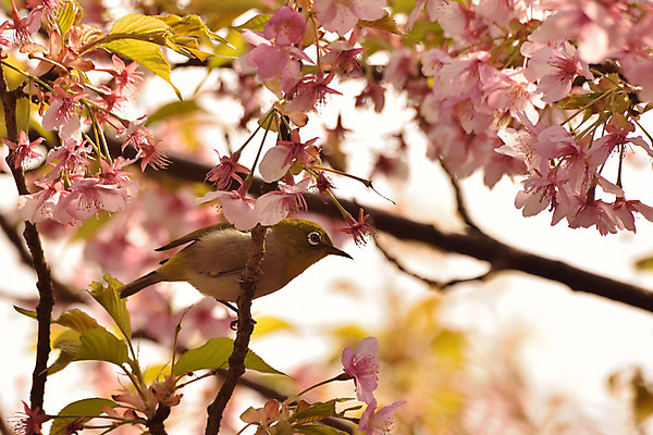 포토 JPG 해외이미지 나무 동물 계절 꽃잎 꽃 아시아 야생동물 분홍색 백그라운드 날개 자연 조류 사람없음 가로 초록색 정원 일본 화목 봄 벚꽃 흰색 나뭇가지 신선 체리 닫기 도쿄 작음 보케 자연백그라운드 꽃가루 내추럴 해외202004 해외포토 식물 나라 컬러 컨셉 과일 모션 크기 가루 생태계 파일형식 이미지허브