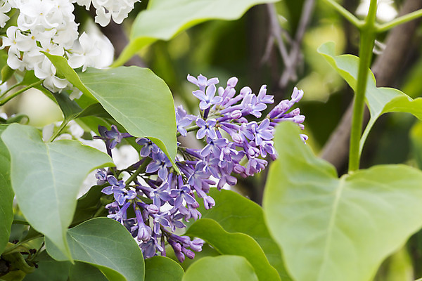 포토 JPG 해외이미지 나무 식물 계절 꽃잎 꽃 분홍색 백그라운드 잎 자연 선물 사람없음 야외 장식 초록색 파란색 정원 보라색 봄 성장 벚꽃 흰색 신선 다발 원예 냄새 심플 라일락 해외202004 해외포토 컬러 취미 생태계 파일형식 이미지허브