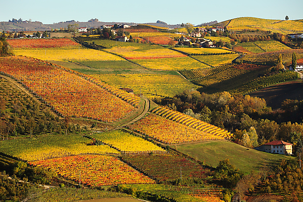 포토 JPG 해외이미지 계절 유럽 여행 단풍 잎 농업 자연 휴가 풍경 사람없음 야외 빨간색 컬러풀 농장 농경지 노란색 여행객 마을 와인 일몰 이탈리아 가을 시골 지중해 언덕 그림 포도밭 포도나무 산기슭 내추럴 피에몬테 해외202004 해외포토 식물 나라 산업 바다 컬러 밭 산 주류 사람 노을 과일나무 생태계 파일형식 이미지허브