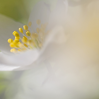 포토 JPG 해외이미지 식물 계절 공원 꽃잎 꽃 야생동물 백그라운드 잎 꽃무늬 자연 사람없음 목재 초록색 여름 노란색 환경 정원 봄 들꽃 벚꽃 흰색 그룹 황무지 닫기 소프트포커스 숲 작음 블러 아네모네 해외202004 해외포토 나무 동물 공공시설 컬러 무늬 재료 모션 촬영기법 크기 생태계 파일형식 이미지허브