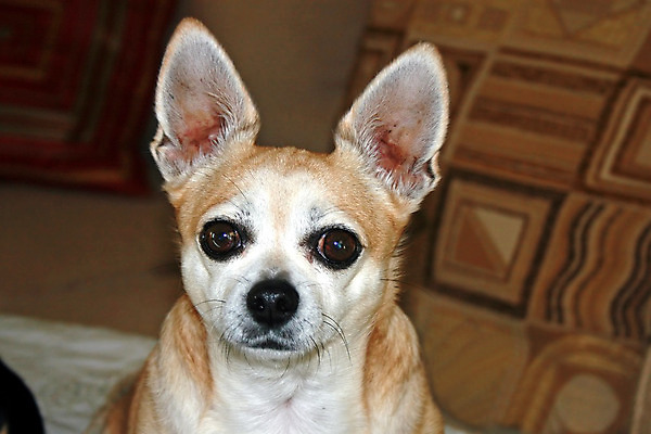 포토 JPG 해외이미지 동물 포유류 사람없음 반려동물 개 귀 치와와 송곳니 해외202004 해외포토 신체부위 치아 파일형식 이미지허브