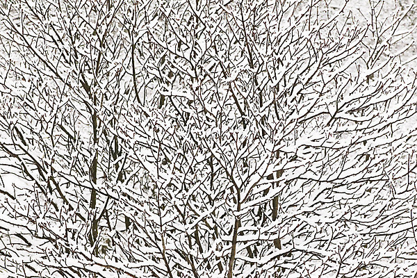 포토 JPG 해외이미지 나무 식물 디자인 계절 조각 백그라운드 잎 크리스마스 겨울 자연 표면 아침 날씨 그림자 사람없음 야외 목재 파란색 빛 냉동 얼음 추위 덮개 가을 흰색 나뭇가지 눈송이 숲 크리스탈 묘사 질감 서리 러시아 내추럴 벌거벗은 제설기 폭설 현상 눈내림 해외202004 해외포토 주간 자연요소 기념일 유럽 컬러 재료 눈_날씨 뚜껑 광석 자연재해 생태계 제설 파일형식 이미지허브