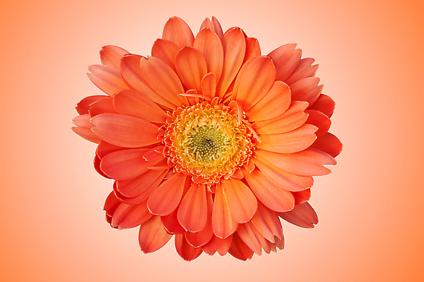 포토 JPG 해외이미지 식물 꽃잎 꽃 백그라운드 꽃무늬 패턴 오렌지 태국 자연 추상 선물 사람없음 장식 빨간색 여름 컬러풀 정원 봄 성장 벚꽃 흰색 신선 개화 그룹 묘사 데이지 거베라 내추럴 고립 캐모마일 해외202004 해외포토 계절 아시아 컬러 무늬 과일 허브 생태계 파일형식 이미지허브