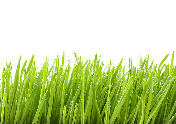 포토 JPG 해외이미지 식물 공원 백그라운드 잎 패턴 밭 자연 벽지 놀이 추상 파노라마 잔디 사람없음 야외 가로 초록색 물 여름 반사 환경 봄 활발 흰색 신선 떨어짐 보호 땅 허브 원예 질감 심플 내추럴 고립 해외202004 해외포토 자연요소 계절 공공시설 컬러 컨셉 무늬 농업 촬영기법 취미 생태계 파일형식 이미지허브