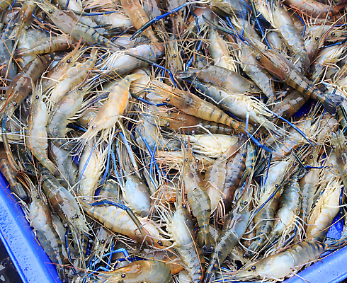 포토 JPG 해외이미지 동물 전통 음식 바다 여행 백그라운드 오렌지 재료 조개 새우 건강 갑각류 어류 동양인 사람없음 식당 얼음 식사 신선 그룹 시장 맛 해산물 준비 유기농 날것 슈퍼마켓 해외202004 해외포토 자연요소 웰빙 컨셉 과일 어패류 인종 상점 수중동물 파일형식 이미지허브