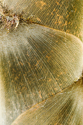 포토 JPG 해외이미지 식물 계절 선 잎 자연 왕관 동양인 사람없음 초록색 정원 중국 봄 벚꽃 신선 발사 보석 대나무 묘사 해외202004 해외포토 나무 꽃 아시아 컬러 인종 광석 생태계 파일형식 이미지허브