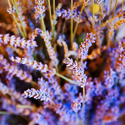 포토 JPG 해외이미지 식물 꽃 백그라운드 밭 자연 사람없음 초록색 파란색 정원 시골 개화 허브 제비꽃 아로마테라피 라벤더 내추럴 프로방스 해외202004 해외포토 컬러 농업 생태계 테라피 파일형식 이미지허브