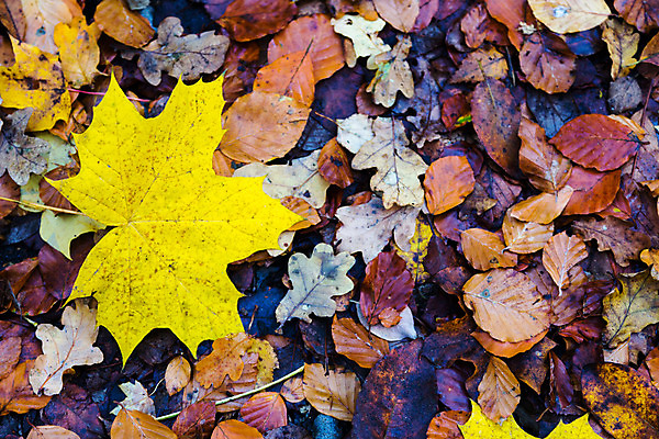 포토 JPG 해외이미지 모양 나무 식물 디자인 계절 백그라운드 단풍 잎 패턴 오렌지 자연 벽지 추상 프레임 사람없음 야외 장식 빨간색 초록색 갈색 노란색 어둠 공백 활발 가을 흰색 그룹 숲 11월 심볼 질감 10월 내추럴 고립 엘리먼트 현실 해외202004 해외포토 컬러 컨셉 무늬 과일 날짜 생태계 파일형식 이미지허브