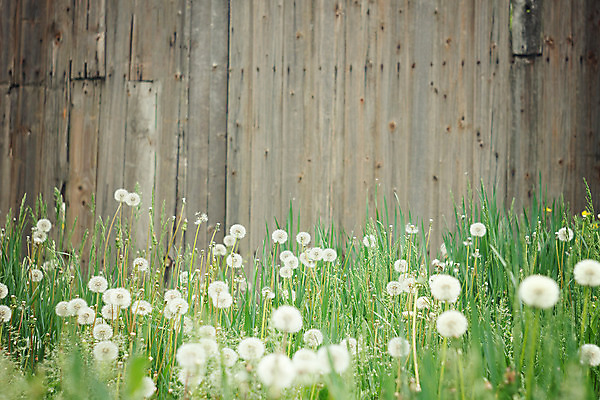 포토 JPG 해외이미지 식물 디자인 배너 계절 공원 꽃 분홍색 백그라운드 밭 자연 하늘 추상 풍경 잔디 사람없음 야외 초록색 여름 빛 햇빛 태양 노란색 환경 정원 맑음 일몰 봄 자유 수확 성장 벚꽃 흰색 시골 신선 닫기 민들레 복고 보케 내추럴 깊이 파스텔톤 해외202004 해외포토 자연요소 공공시설 컬러 컨셉 무늬 농업 모션 날씨 노을 생태계 파일형식 이미지허브