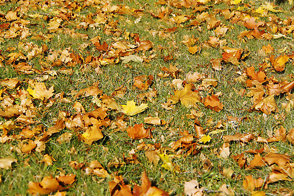 포토 JPG 해외이미지 나무 식물 계절 공원 백그라운드 단풍 잎 패턴 밭 오렌지 자연 따뜻함 잔디 사람없음 야외 장식 초록색 컬러풀 햇빛 노란색 환경 활발 덮개 가을 시골 변화 떨어짐 숲 11월 장면 10월 땅바닥 해외202004 해외포토 공공시설 컬러 컨셉 무늬 농업 과일 바닥 태양 뚜껑 날짜 생태계 파일형식 이미지허브