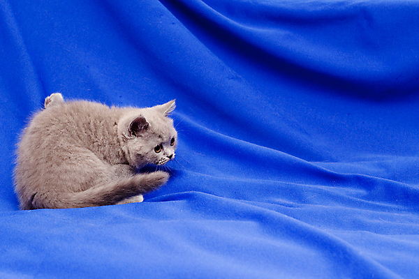 포토 JPG 해외이미지 동물 1 응시 포즈 백그라운드 영국 털 그림자 앉기 사람없음 가로 파란색 반려동물 귀여움 고양이 회색 슬픔 직물 작음 육식동물 유래 해외202004 해외포토 시선 감정 유럽 컬러 컨셉 포유류 모션 크기 파일형식 이미지허브