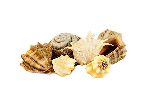 포토 JPG 해외이미지 동물 별 바다 여행 백그라운드 자연 휴가 조개 열대 불가사리 연체동물 나선형 어류 사람없음 물 수중 껍질 흰색 소라 자르기 수집 아래 오브젝트 기념품 고립 생태학 해외202004 해외포토 자연요소 교육 컬러 무늬 모션 어패류 극피동물 무척추동물 수중동물 방향 생태계 위치 파일형식 이미지허브