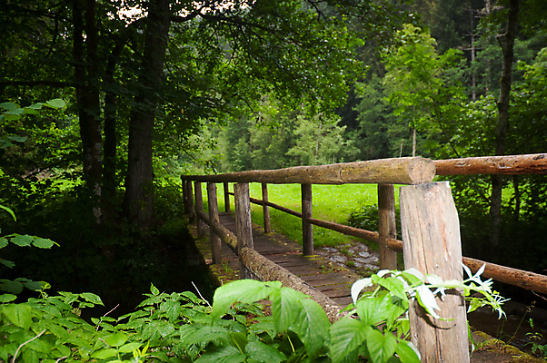 포토 JPG 해외이미지 나무 식물 여행 잎 모션 자연 독일 이끼 풍경 사람없음 야외 초록색 물 강 검은색 어둠 침묵 봄 젖음 흐름 신선 액체 숲 장면 분무기 지역 내추럴 삼림지대 해외202004 해외포토 자연요소 계절 유럽 컬러 컨셉 소리 생태계 파일형식 이미지허브