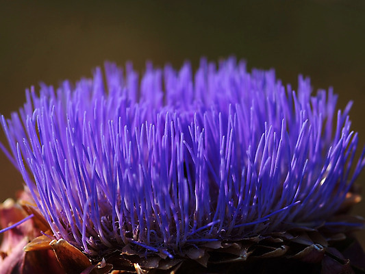 포토 JPG 해외이미지 식물 꽃 선 음식 꽃다발 여행 백그라운드 잎 농업 신체 채소 과일 자연 벽지 추상 국화 사람없음 야외 장식 초록색 파란색 농장 지구본 머리 정원 보라색 프랑스 흰색 개화 시장 먹기 제비꽃 유기농 라일락 내추럴 프랑스어 고립 식용 아티초크 프로방스 많음 해외202004 해외포토 문자 웰빙 유럽 산업 컬러 컨셉 무늬 모션 신체부위 생태계 파일형식 이미지허브