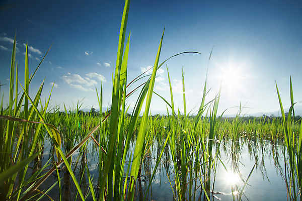 포토 JPG 해외이미지 식물 계절 아시아 음식 백그라운드 농업 태국 자연 밥 씨앗 동양인 풍경 사람없음 야외 초록색 물 여름 파란색 농작물 농장 농경지 환경 정원 수확 성장 시골 신선 떨어짐 이슬 낟알 유기농 베트남 내추럴 논밭 밭일 해외202004 해외포토 자연요소 웰빙 나라 산업 컬러 컨셉 밭 논 인종 동남아시아 생태계 파일형식 이미지허브