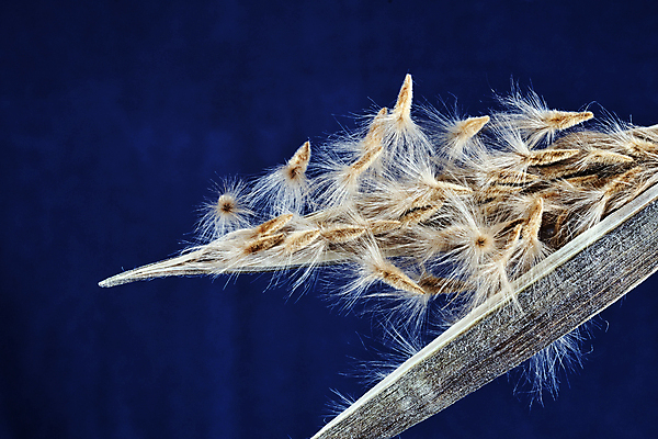 포토 JPG 해외이미지 식물 백그라운드 자연 씨앗 사람없음 파란색 민들레 묘사 해외202004 해외포토 꽃 컬러 생태계 파일형식 이미지허브
