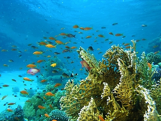 포토 JPG 해외이미지 식물 동물 야생동물 자연 표면 어류 사람없음 물 반사 수중 투명 스노클링 산호 다이빙 암초 동물상 해외202004 해외포토 자연요소 조형물 수영 수중동물 수상스포츠 자포동물 생태계 수중스포츠 파일형식 이미지허브